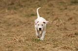 DOGUE ARGENTIN 172